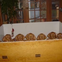 Vizsla Puppies from Mill Pond Farm Vizslas