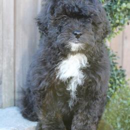 Female 1 - Black phantom female Aussiedoodle puppy in Mississippi from Ewing Acres