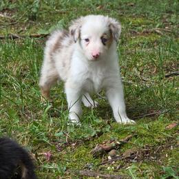 Ace - Red merle male Border Collie puppy in Watsontown, Pennsylvania from Kate Gresham