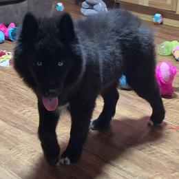 Saphire Blu - Black female Siberian Husky puppy in East Tawas, Michigan from BurnsBerg's Woolies