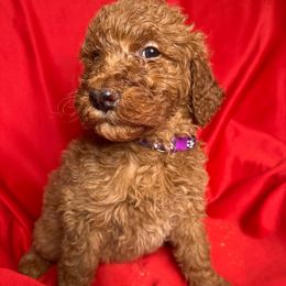Purple - Goldendoodle puppy from Mount Doodles