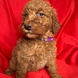 Purple - Goldendoodle puppy from Mount Doodles