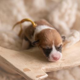 Yellow collar female- Pauline - Red female Pembroke Welsh Corgi puppy in Waverly Hall, Georgia from 6g Ranch Corgis