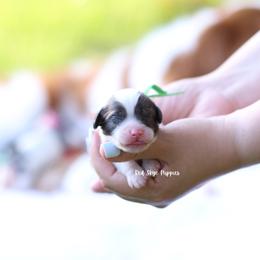 Green Collar Male - Merle male Cavapoo puppy in Republic, Missouri from Red Skye Puppies