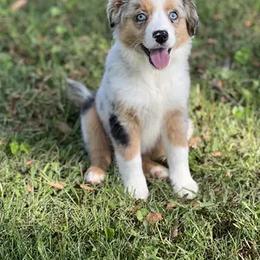Miniature Australian Shepherd Puppies from Rounvale