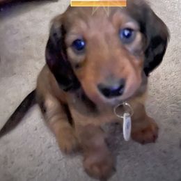 Dachshund Puppies from Cogsworth Cromwell Dachshunds of South West Michigan