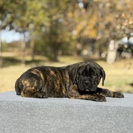 Orange - Black brindle male Cane Corso puppy in Paris, Texas from Knucklehead Cane Corso
