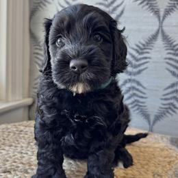 Finch - Black male Australian Labradoodle puppy in Morgan Hill, California from Loving Labradoodles