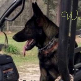 Shadow - German Shepherd