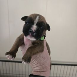 Lime - Fawn male Boxer puppy in Petrolia, Pennsylvania from Arktis Boxers