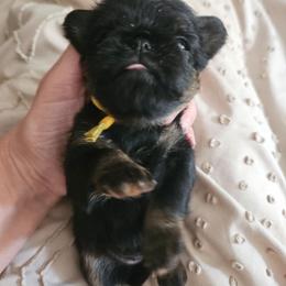 Ruth - Black and tan female Brussels Griffon puppy in Welch, Minnesota from Baringer Brussels
