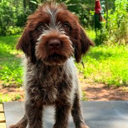 Otto - Brown and gray male Wirehaired Pointing Griffon puppy in Shelbyville, Texas from AndersonK9Kennels Bayou Beards