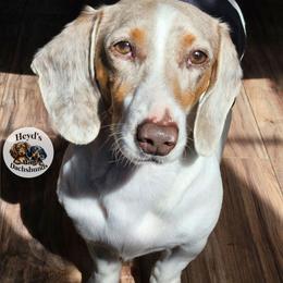 Loki - Dachshund