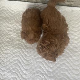 Maltipoo Puppies from Ollie-Pop Paws Breeding