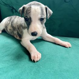 Fillis - Fawn brindle female Whippet puppy in Clinton, Tennessee from Ivanhoe Borzoi