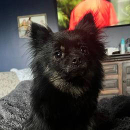 Maggie - Pomeranian