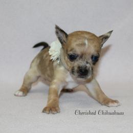 Opal - Merle female Chihuahua puppy in Willamina, Oregon from Cherished Chihuahuas
