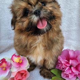 Havanese and Shih Tzu Puppies from Locust Creek Shih Tzu & Havanese