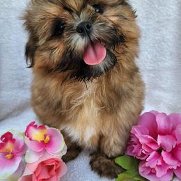 Havanese and Shih Tzu Puppies from Locust Creek Shih Tzu & Havanese