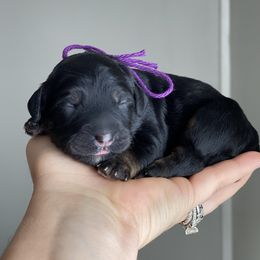Girl 2 - Phantom Bernedoodle puppy in Midland, Texas from Southern Oak Breeders LLC