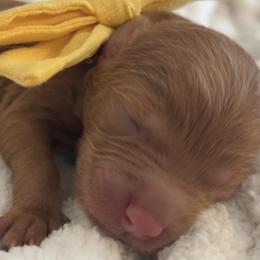 Goldendoodle Puppies from Pickard’s country Golden doodles