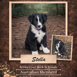 Stella - Black & white female Australian Shepherd puppy in Citra, Florida from AEW Farm
