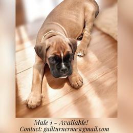 Male 1 - Fawn male Boxer puppy in Portland, Maine from Gail's Boxers