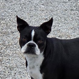 Sicily - Boston Terrier