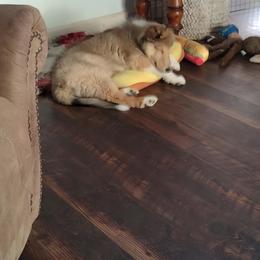 Collie Puppies from Aryggeth Collies