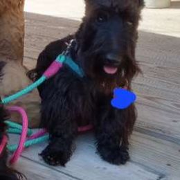 River - Scottish Terrier