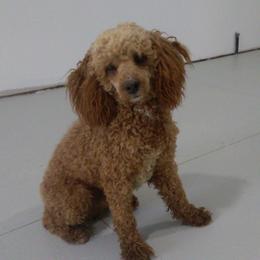 Dana - Poodle