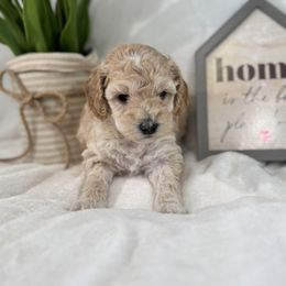 Aussiedoodle, Bernedoodle, Goldendoodle, and Poodle Puppies from Vallevistadoodles