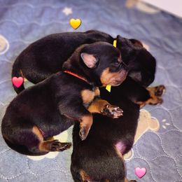 Rottweiler Puppies from Pearce Rottweilers