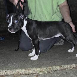 Hunter boy - Seal brown male American Staffordshire Terrier puppy in Alvin, Texas from Shaner's Amstaffs