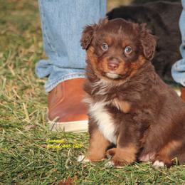 Kenobi - Red tri-color male Miniature American Shepherd puppy in Hillsdale, Michigan from Faithwalk Aussies and Mini American Shepherds