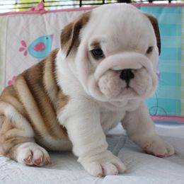 English Bulldog Puppies from Our House Of Treasures