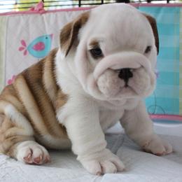 English Bulldog Puppies from Our House Of Treasures
