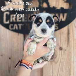 Girl 1 - Blue female Australian Cattle Dog puppy in Monroe, North Carolina from Creek View Cattle Dogs