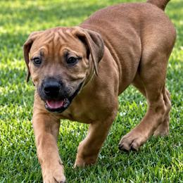Tinker Bell - Fawn female Boerboel puppy in Bon Aqua, Tennessee from Erickson Ranch Boerboels