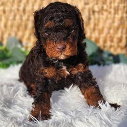 Bernedoodle, Cavapoo, Cockapoo, Goldendoodle, Havapoo, and Poodle Puppies from Farquharson's Poodles&Doodles