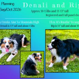 Toy Australian Shepherd puppies from Dusty Spring Australian Shepherds, LLC