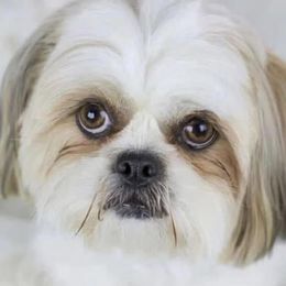 Shih Tzus from IMB Shih Tzu