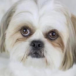 Shih Tzus from IMB Shih Tzu