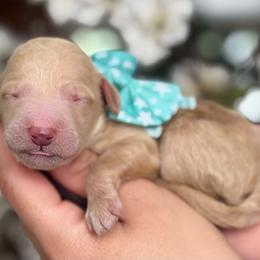 Penny - Apricot female Goldendoodle puppy in Yuciapa, California from AlltheDoodlez_