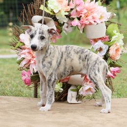Whippet Puppies from Mardel Robeson