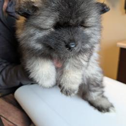 PINK GIRL - Black and silver female Keeshond puppy in Fayetteville, Tennessee from Erbekees-Keeshonden