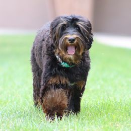 Rex - Australian Labradoodle