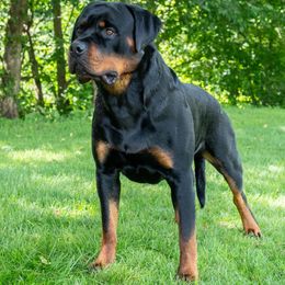 Order - Rottweiler