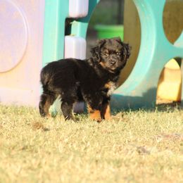 Janis - Black tri female Miniature Australian Shepherd puppy in Fort Smith, Arkansas from Rye Hill Aussies