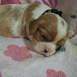 Scooter - Blenheim male Cavalier King Charles Spaniel puppy in Longview, Texas from Casanova Cavalier King Charles Spaniels